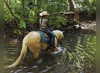 American Quarter Horse, Gelding, 8 years, 15,3 hh, Palomino