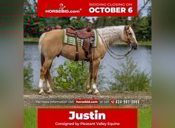 American Quarter Horse, Gelding, 8 years, 15,3 hh, Palomino
