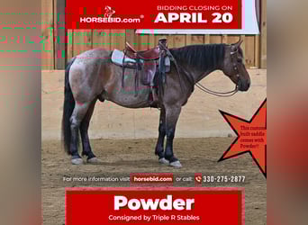 American Quarter Horse Mix, Gelding, 8 years, 15,3 hh, Roan-Red