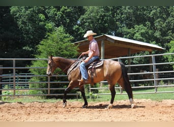 American Quarter Horse, Gelding, 8 years, 16.1 hh, Buckskin