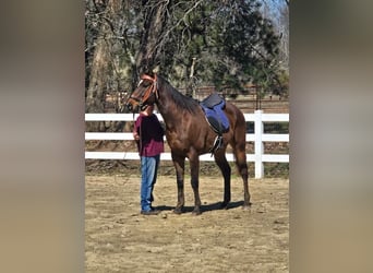 American Quarter Horse Mix, Gelding, 8 years, 16 hh, Bay-Dark