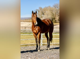 American Quarter Horse, Gelding, 8 years, 16 hh, Bay
