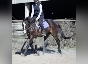 American Quarter Horse Mix, Gelding, 8 years, 16 hh, Bay