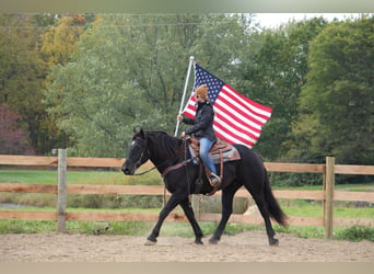 American Quarter Horse, Gelding, 8 years, 16 hh, Black