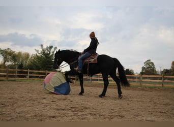 American Quarter Horse, Gelding, 8 years, 16 hh, Black