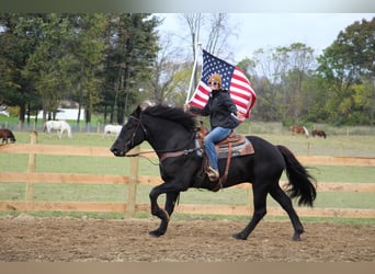 American Quarter Horse, Gelding, 8 years, 16 hh, Black