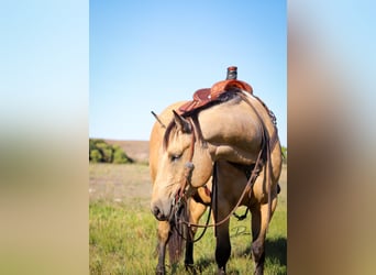 American Quarter Horse, Gelding, 8 years, 16 hh, Buckskin