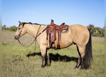 American Quarter Horse, Gelding, 8 years, 16 hh, Buckskin