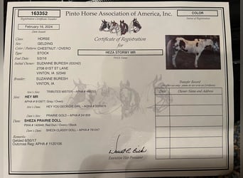 American Quarter Horse, Gelding, 8 years, 16 hh, Chestnut