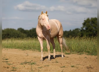 American Quarter Horse, Gelding, 8 years, 16 hh, Cremello