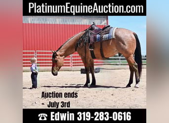 American Quarter Horse, Gelding, 8 years, 16 hh, Dun