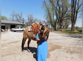 American Quarter Horse, Gelding, 8 years, 16 hh, Dun