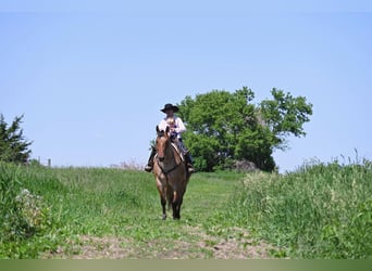 American Quarter Horse, Gelding, 8 years, 16 hh, Dun