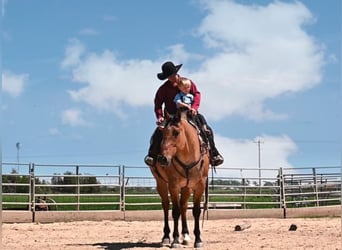 American Quarter Horse, Gelding, 8 years, 16 hh, Dun