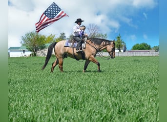 American Quarter Horse, Gelding, 8 years, 16 hh, Dun