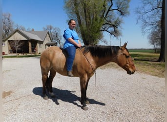 American Quarter Horse, Gelding, 8 years, 16 hh, Dun