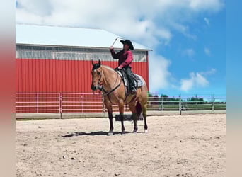American Quarter Horse, Gelding, 8 years, 16 hh, Dun