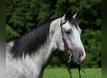 American Quarter Horse, Gelding, 8 years, 16 hh, Gray-Dapple