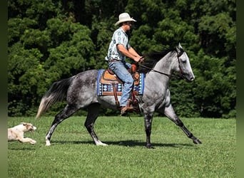 American Quarter Horse, Gelding, 8 years, 16 hh, Gray-Dapple