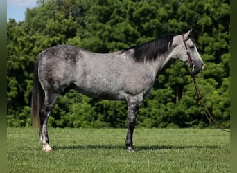 American Quarter Horse, Gelding, 8 years, 16 hh, Gray-Dapple
