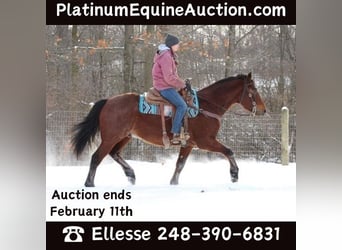 American Quarter Horse, Gelding, 8 years, 16 hh, Roan-Bay
