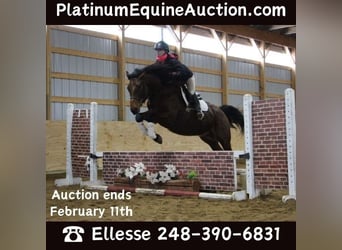 American Quarter Horse, Gelding, 8 years, 16 hh, Roan-Bay