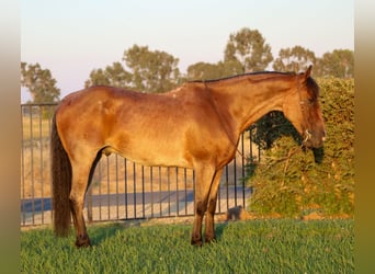 American Quarter Horse, Gelding, 8 years, 16 hh, Roan-Bay