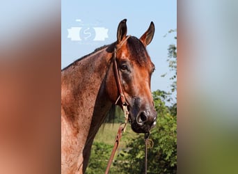 American Quarter Horse, Gelding, 8 years, 16 hh, Roan-Red