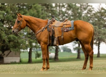 American Quarter Horse, Gelding, 8 years, 16 hh, Sorrel