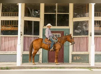 American Quarter Horse, Gelding, 8 years, 16 hh, Sorrel