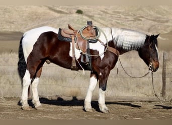 American Quarter Horse, Gelding, 8 years, 16 hh, Tobiano-all-colors