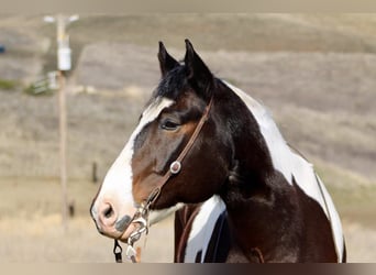 American Quarter Horse, Gelding, 8 years, 16 hh, Tobiano-all-colors