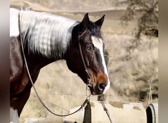 American Quarter Horse, Gelding, 8 years, 16 hh, Tobiano-all-colors