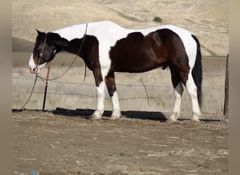 American Quarter Horse, Gelding, 8 years, 16 hh, Tobiano-all-colors