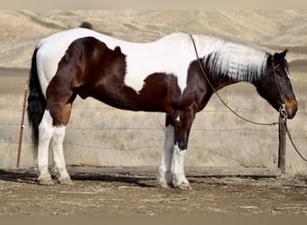 American Quarter Horse, Gelding, 8 years, 16 hh, Tobiano-all-colors