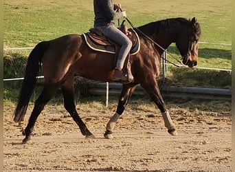 American Quarter Horse, Gelding, 8 years, 16 hh