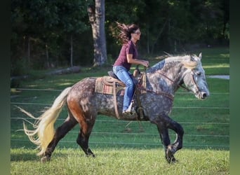 American Quarter Horse, Gelding, 8 years, 17 hh, Gray-Dapple