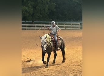 American Quarter Horse, Gelding, 8 years, 17 hh, Gray-Dapple