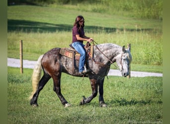 American Quarter Horse, Gelding, 8 years, 17 hh, Gray-Dapple