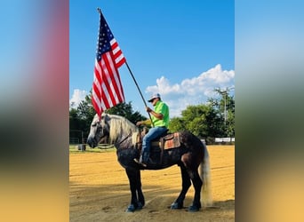 American Quarter Horse, Gelding, 8 years, 17 hh, Gray-Dapple