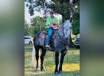 American Quarter Horse, Gelding, 8 years, 17 hh, Gray-Dapple