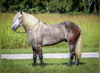 American Quarter Horse, Gelding, 8 years, 17 hh, Gray-Dapple