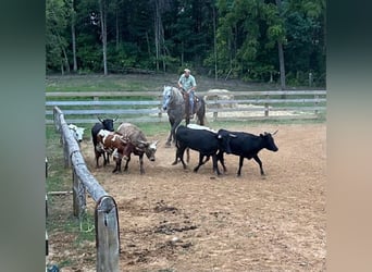 American Quarter Horse, Gelding, 8 years, 17 hh, Gray-Dapple