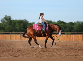 American Quarter Horse, Gelding, 8 years, Bay