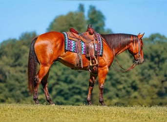 American Quarter Horse, Gelding, 8 years, Bay