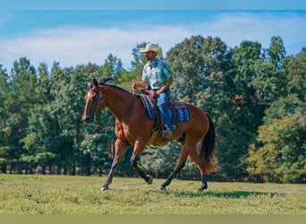American Quarter Horse, Gelding, 8 years, Bay