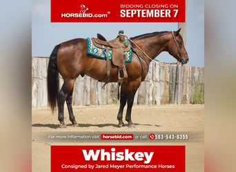 American Quarter Horse, Gelding, 8 years, Bay