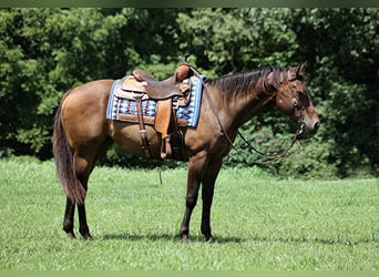 American Quarter Horse, Gelding, 8 years, Bay