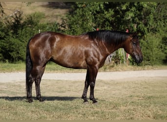 American Quarter Horse, Gelding, 8 years, Black