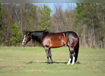 American Quarter Horse, Gelding, 8 years, Black
